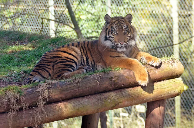 зоопарк зоопарк